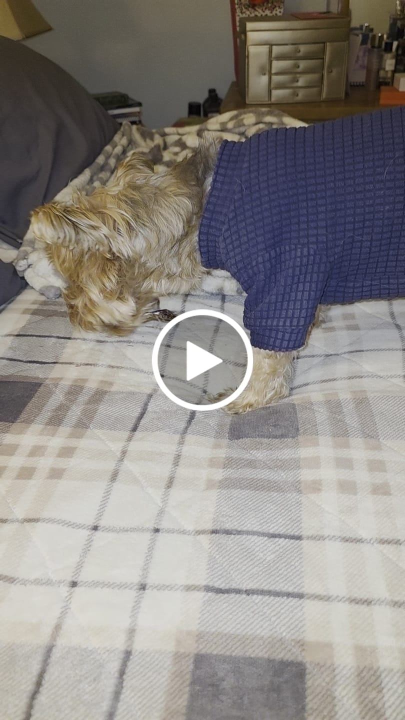 Customer video review of Beef Gullet Braid