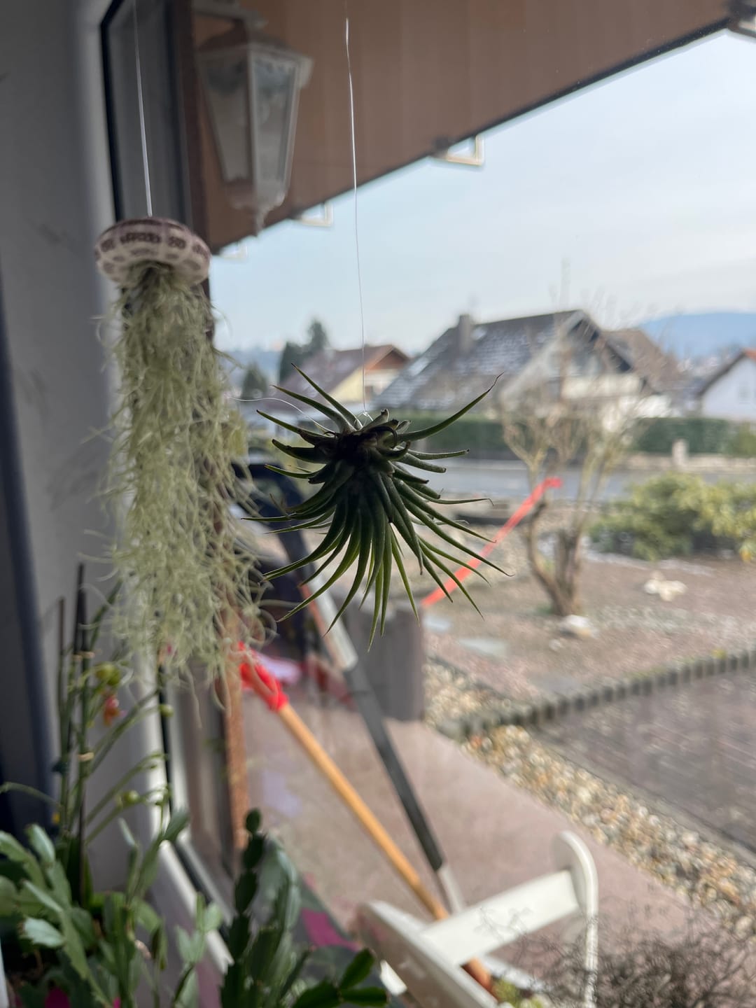 Customer photo review of Tillandsia ionantha