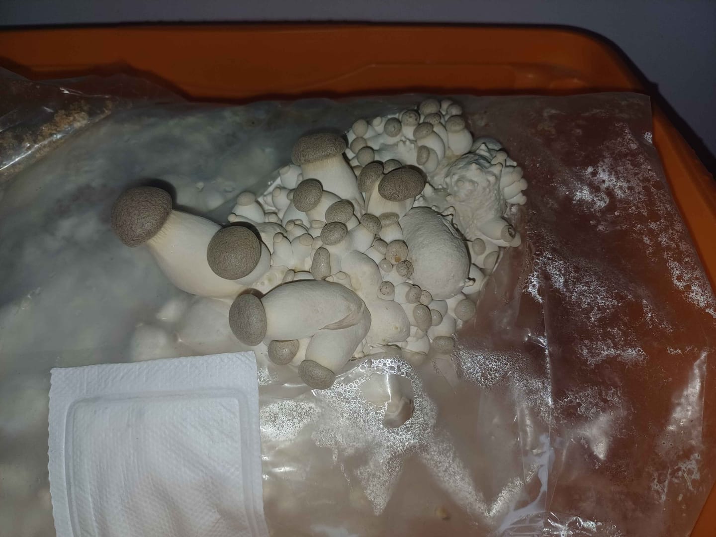 Customer photo review of Bio Kräuterseitling Fertigkultur