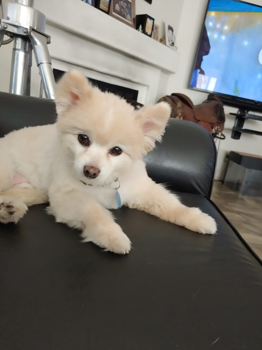 Customer photo review of Chicken Dog Food 1.5lb Frozen Rolls - Case of 8