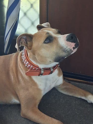 Customer photo review of Hand Made Leather Dog Collar - Imperial Orange & Chrome (Wide Fit)