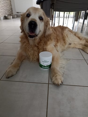 Le golden retriever d'un client est allongé sur un carrelage à côté d'un pot de Complément articulations.