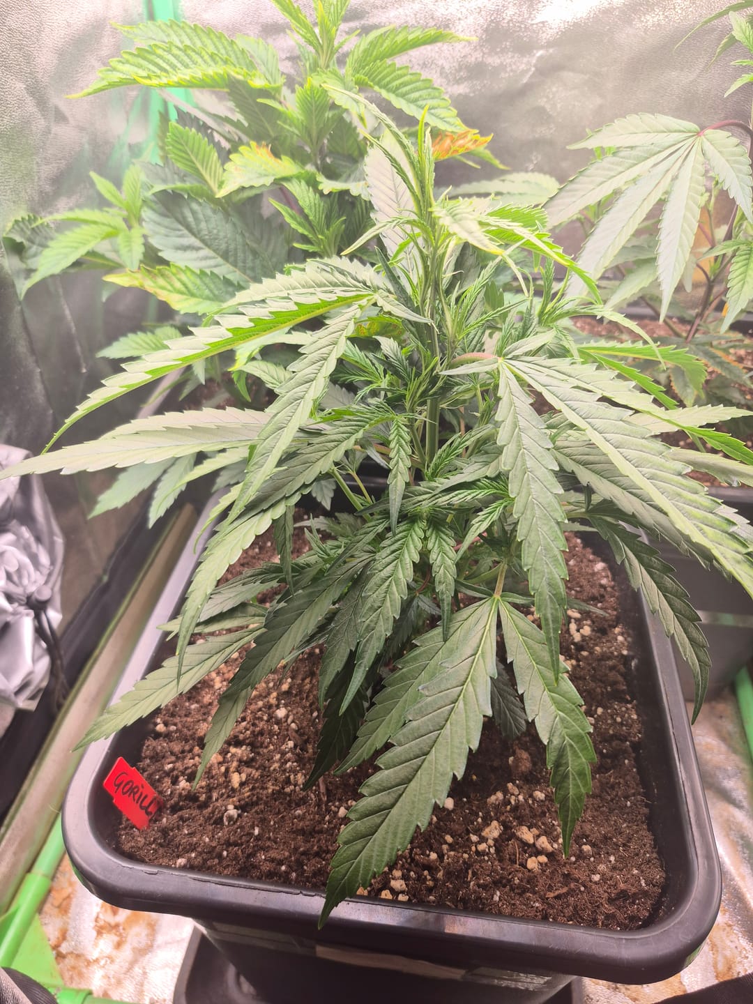 Customer photo review of Hanfstecklinge | Gorilla Zkittlez