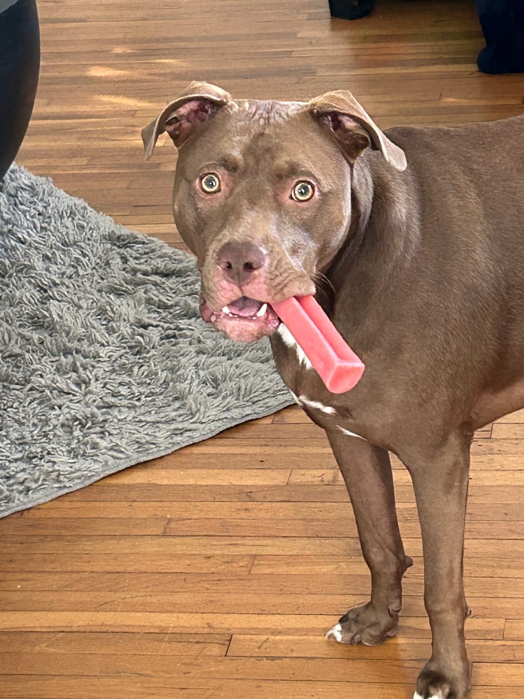 Customer photo review of Banana Yak Chews