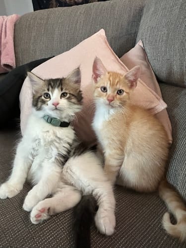 Customer photo review of Fit Litter