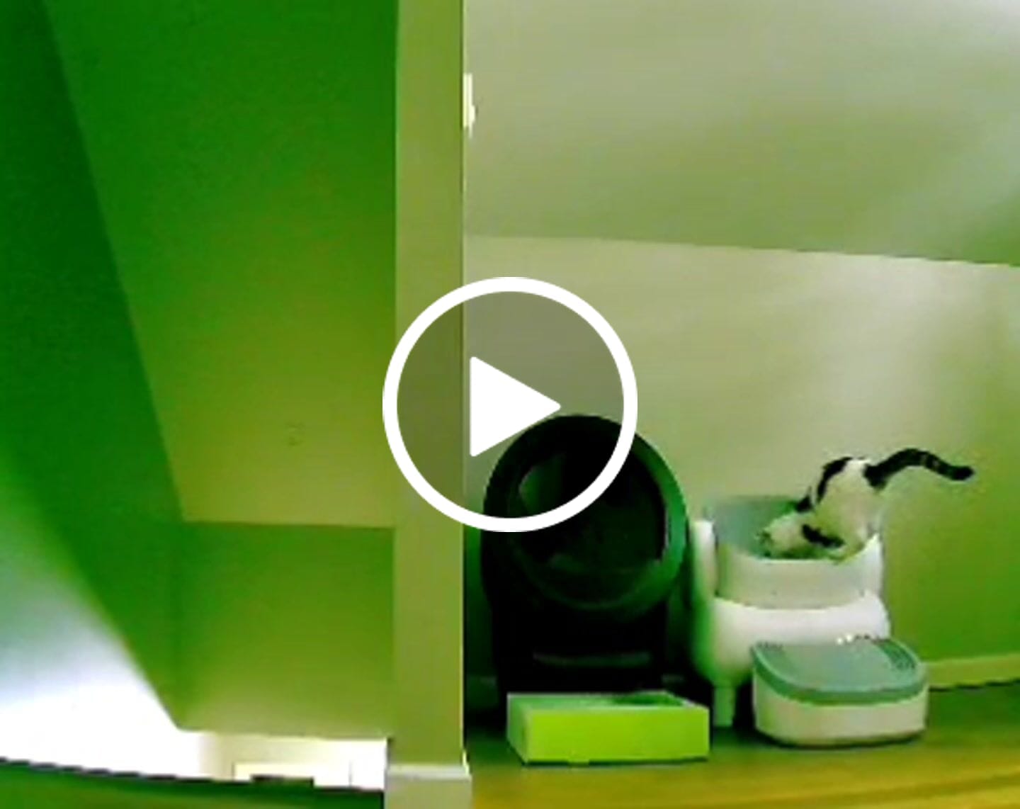 Customer video review of Neakasa M1 Lite Open-Top Self-Cleaning Cat Litter Box