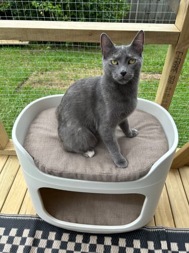 Customer photo review of Pet Bunk Bed - Sandy Beige