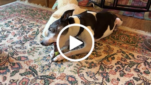 Customer video review of Long-Lasting Yak Chews — 4 Flavor Pack
