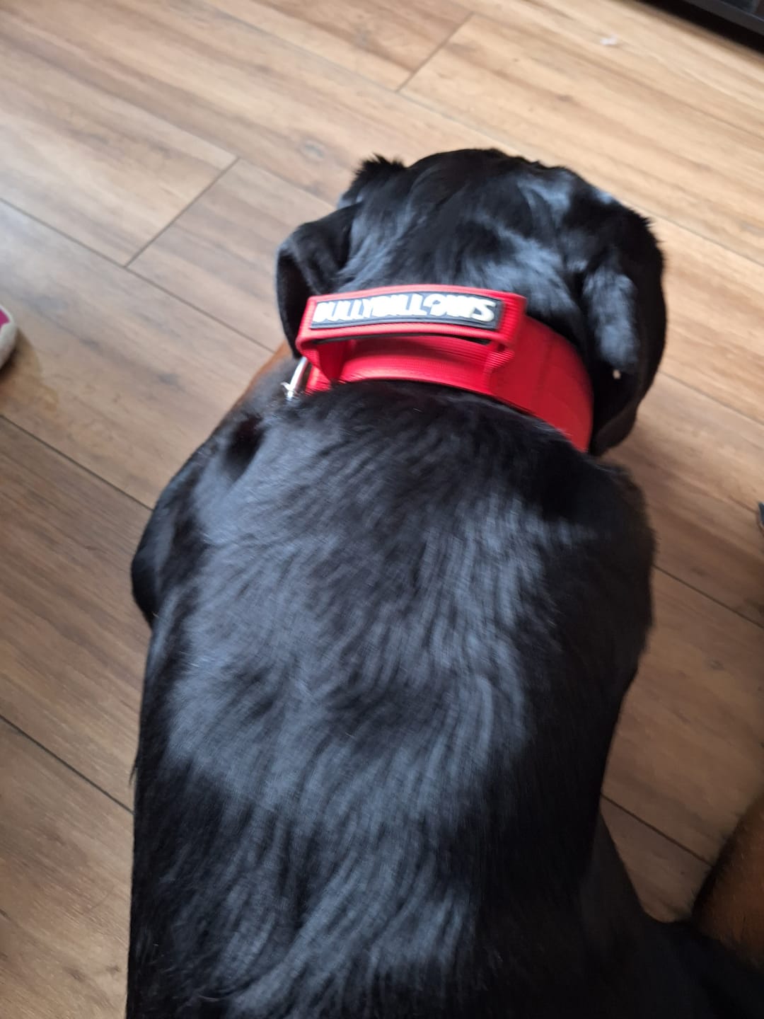 Customer photo review of 5cm Combat® Collar | With Handle & Secure Clip - Red