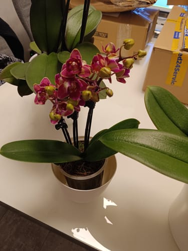 Kunde zeigt die Table Dance Chamonix Orchidee mit weinroten Blüten und grünen Knospen in einem weißen Übertopf auf einem Tisch.