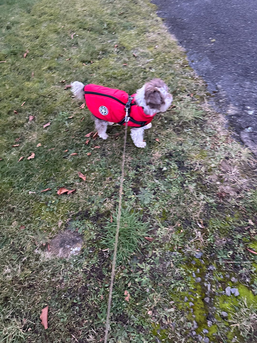 Customer photo review of Emmalove - Wasserdichter Hundemantel Extreme