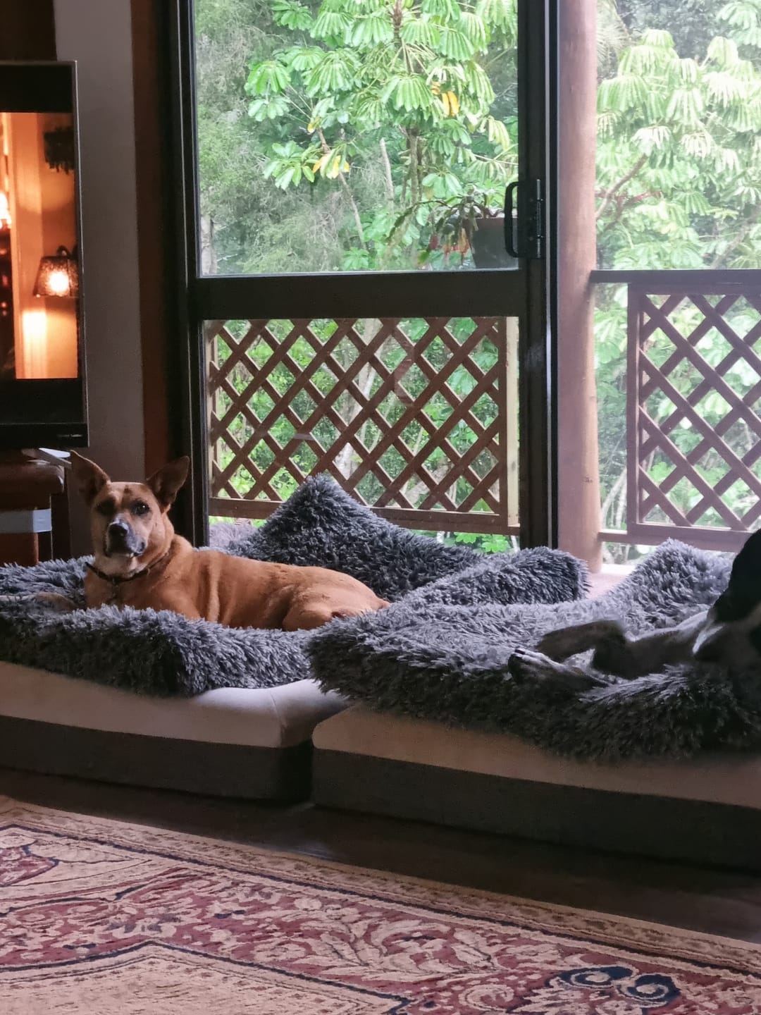 Customer photo review of Premium SuperMat Calming Bed
