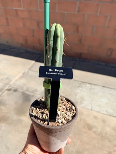 Customer photo review of Noid Trichocereus Cactus | Lost Label Trichocereus