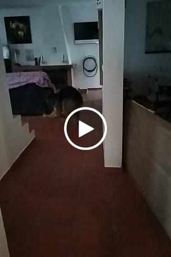 Avaliação com vídeo de um cliente sobre Synoquin 30 comprimidos - Comprimidos Condroprotetores para cão e gato (saúde articular). Caixas com 30 comprimidos.