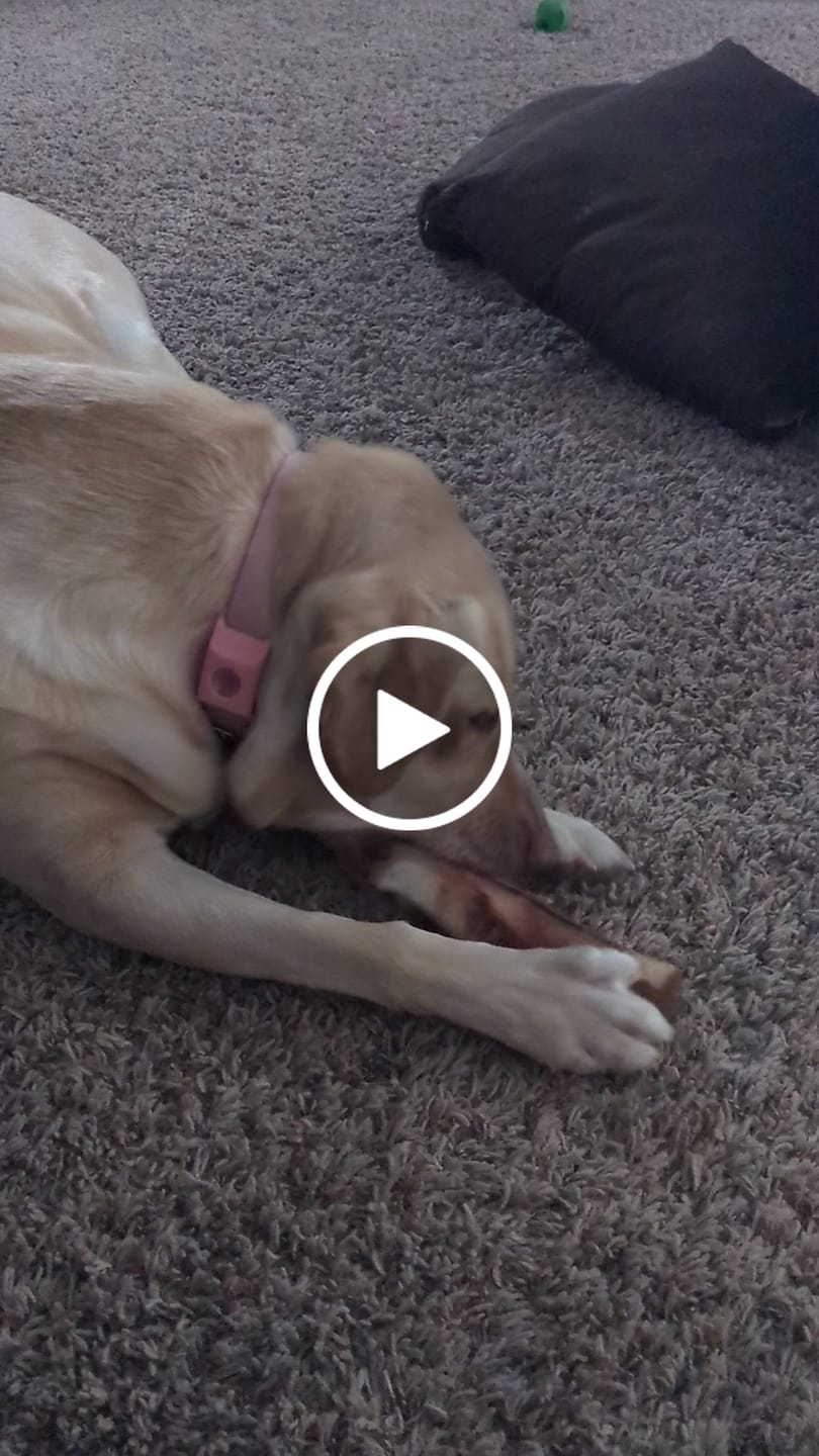 Customer video review of Large Dog Valentine's Day Love Bundle II (4x 5oz Jerky Bags + 4x LARGE Smoked Marrow Bones)