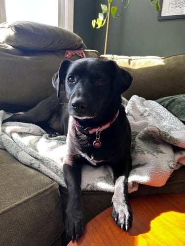 Customer photo review of Fresh Breath, Strong Gums, and Clean Teeth with the DE-01™ Dental Dogbiotic