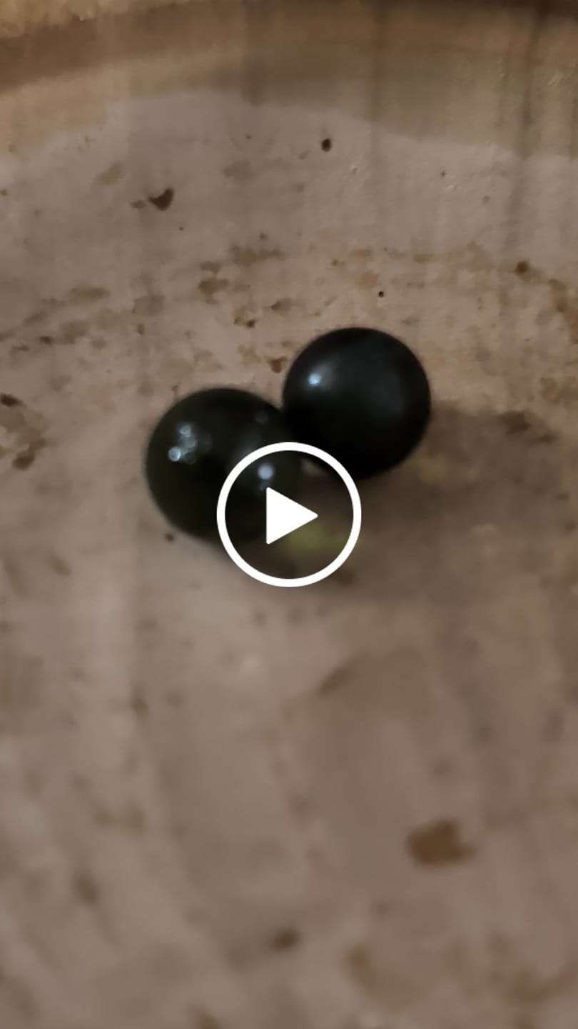 Customer video review of HONEY TERP PEARLS