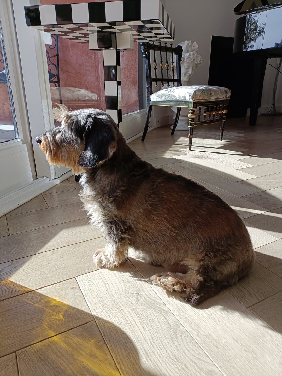Customer photo review of Croquettes Volaille & Légumes - Chien Sénior