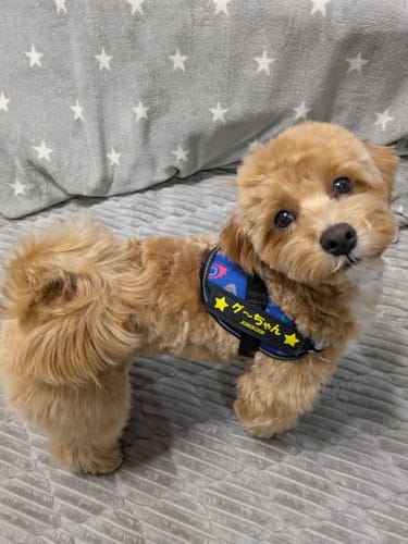 Customer photo review of FunFunPet 高機能ハーネス（お名前タグ作成サービス付き）