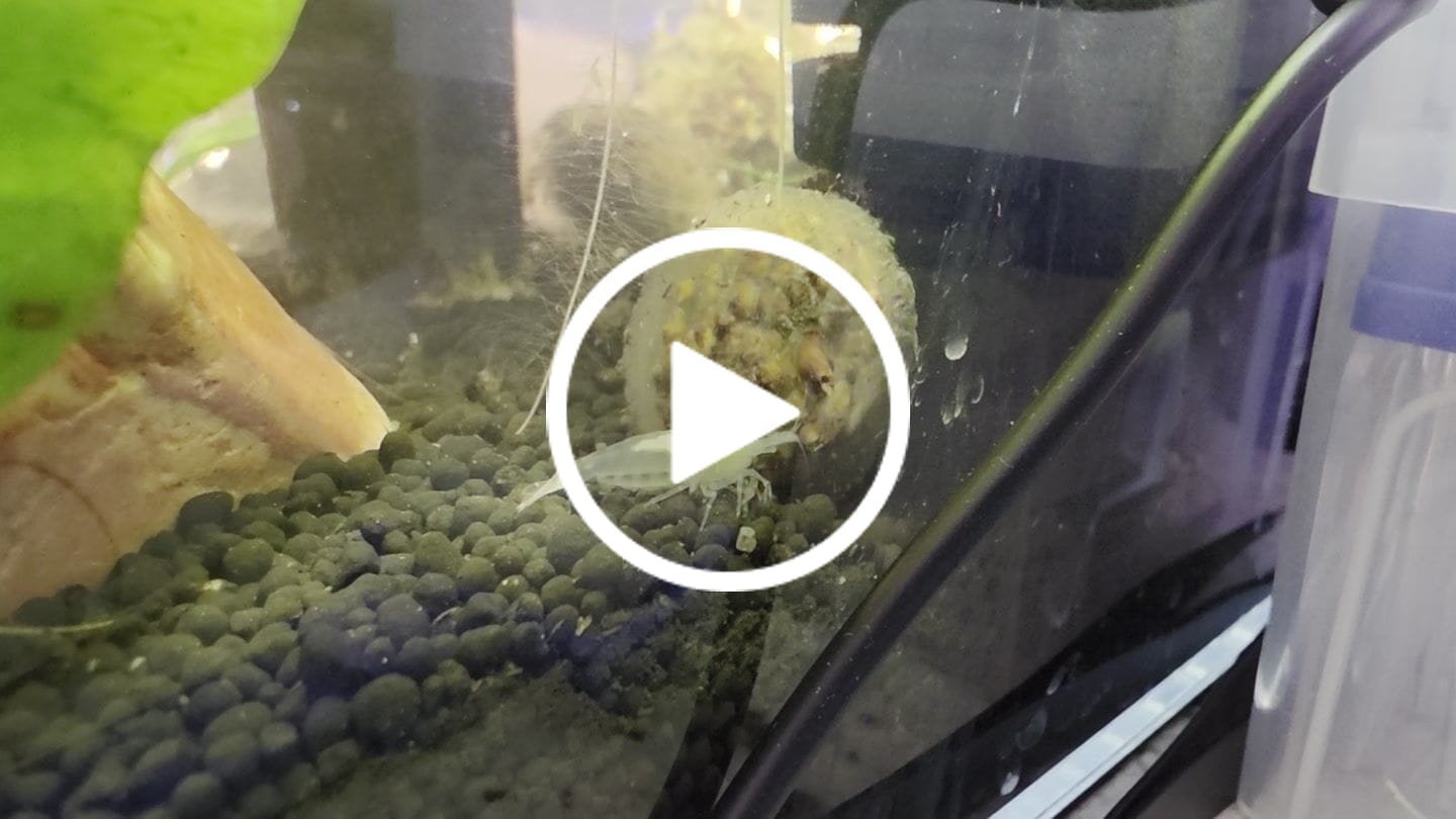 Customer video review of Snowball Shrimp