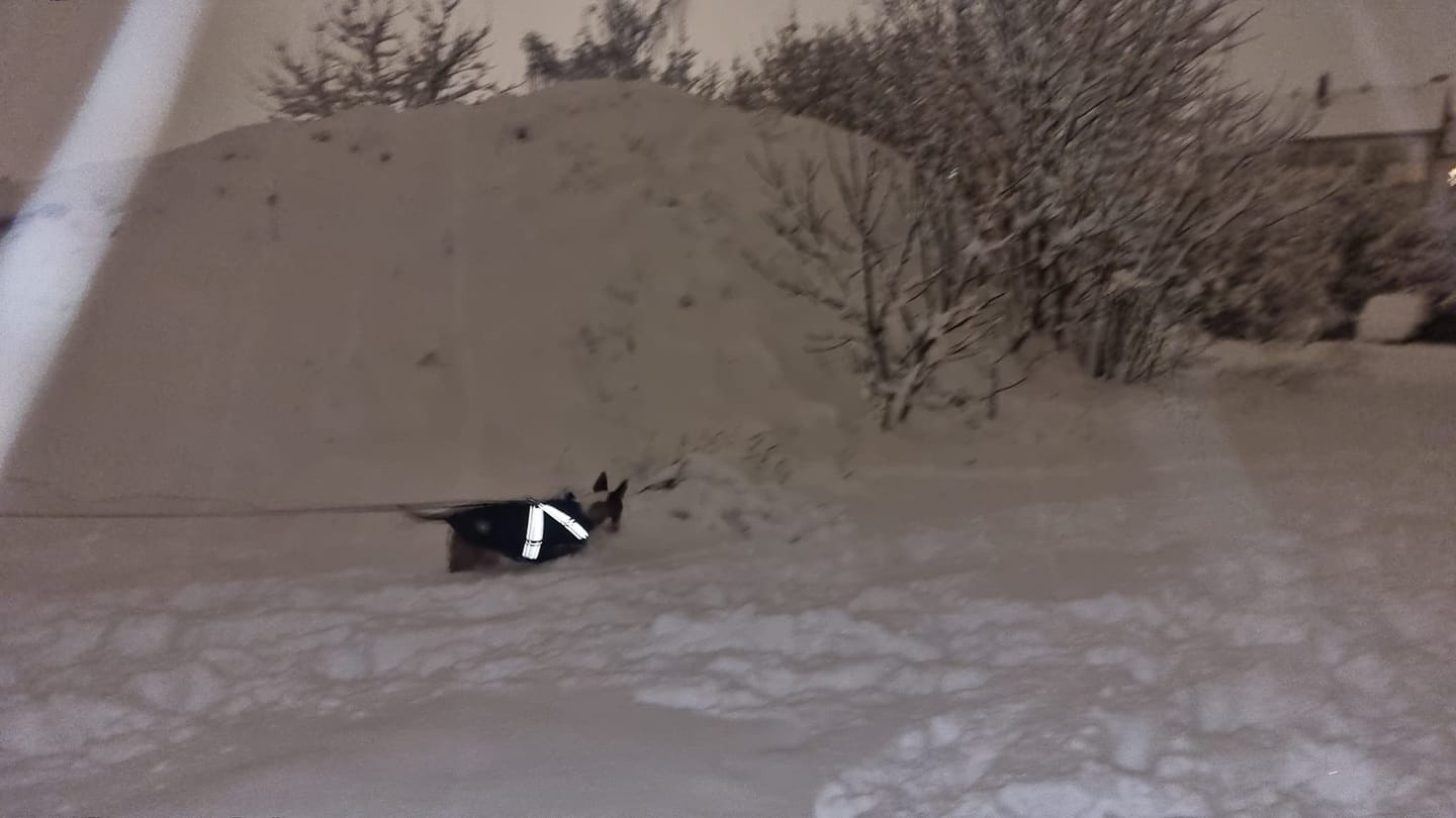 Customer photo review of Emmalove - Wasserdichter Hundemantel Extreme