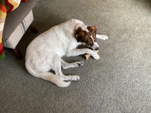 Customer's white and brown dog lies on a grey carpet, chewing a Smoked Beef Marrow Bone.
