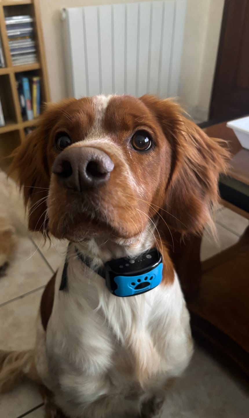 Customer photo review of Collier Anti Aboiement PuppySafe