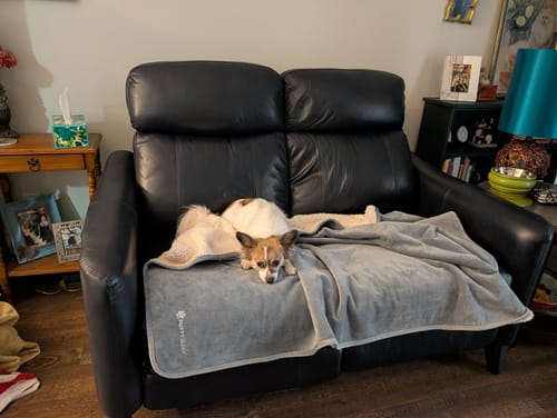 Reviewer's dog lying on the gray Potty Buddy™ Waterproof Blanket, which covers a black leather couch.