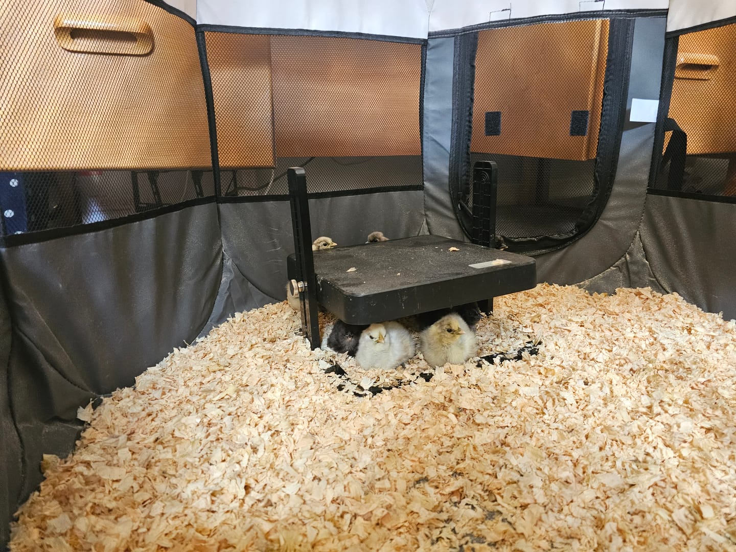 Customer photo review of Wood Shavings 180 L
