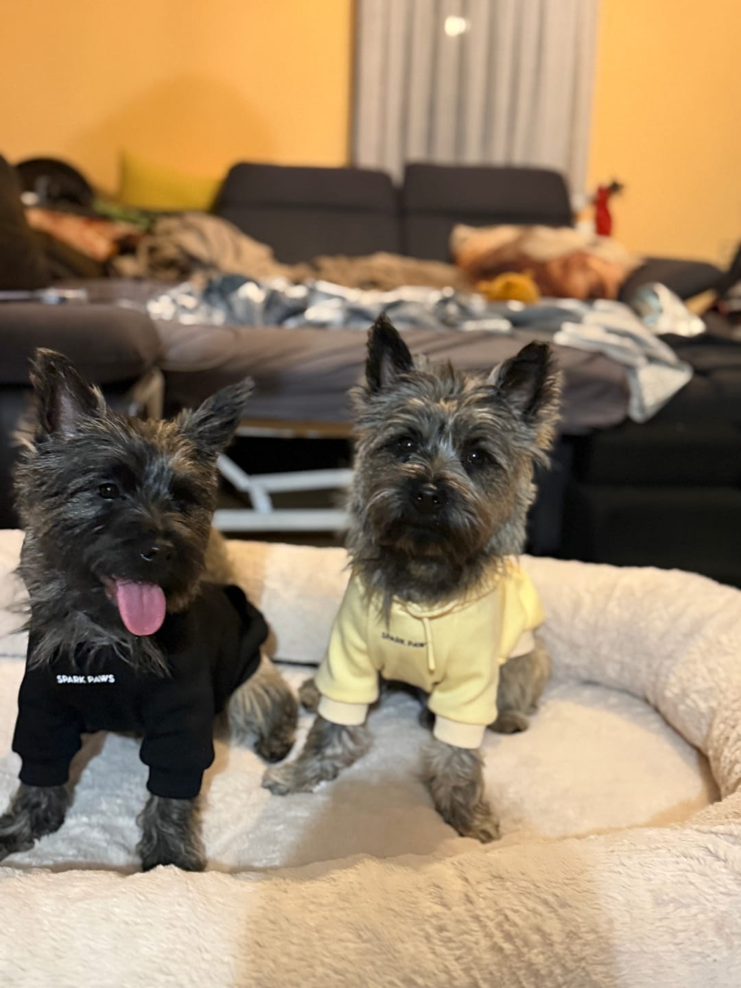 Customer photo review of Essential Dog Hoodie - Black