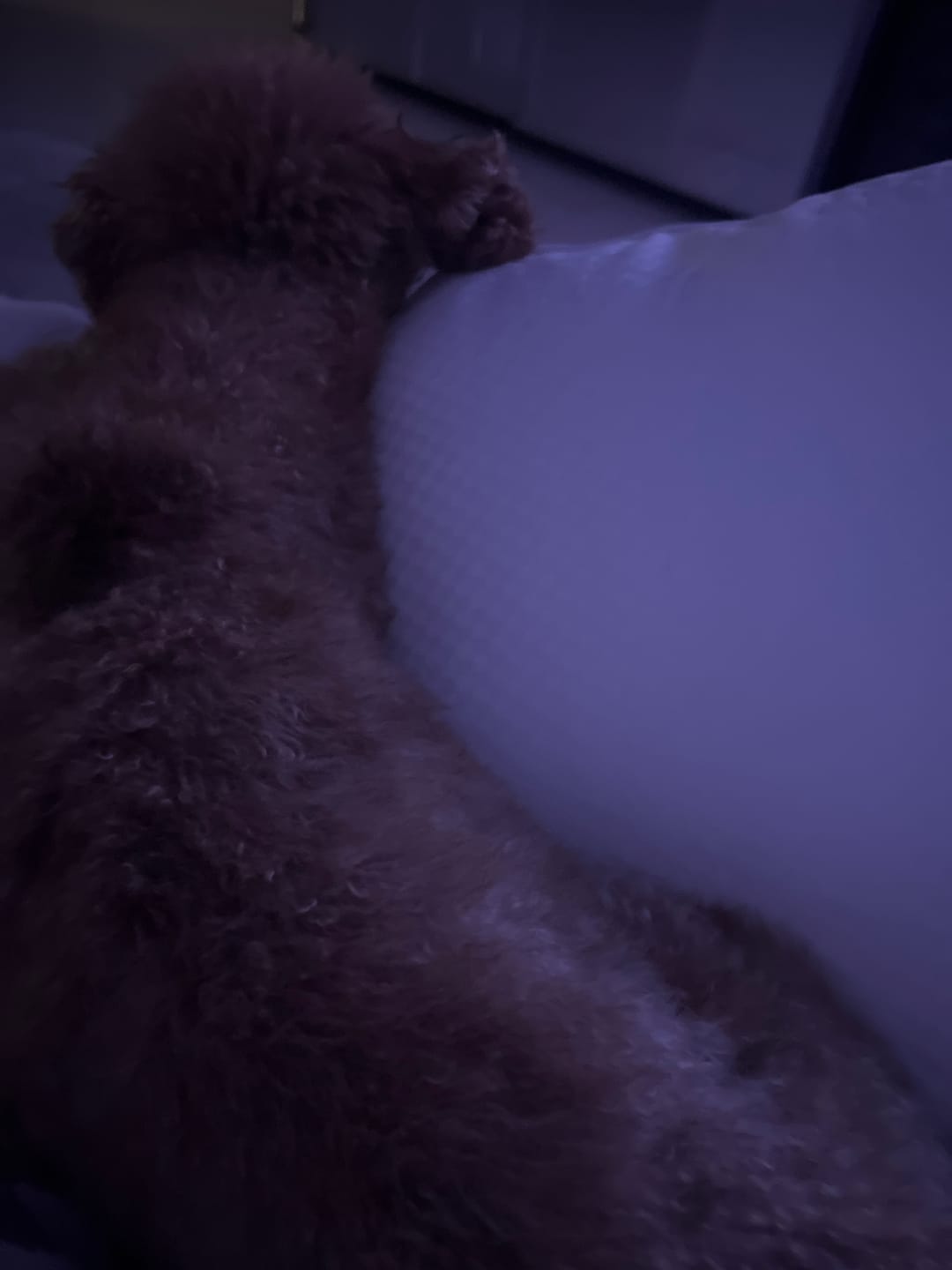 Customer photo review of Imperial Hotel Pillow Cotton %100