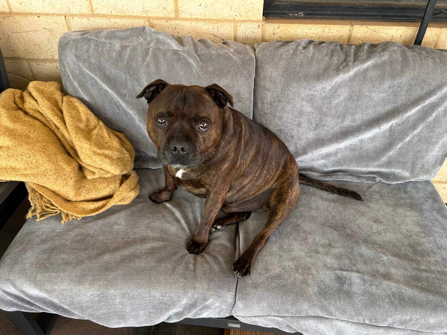 Customer photo review of Performance+ Couch Covers