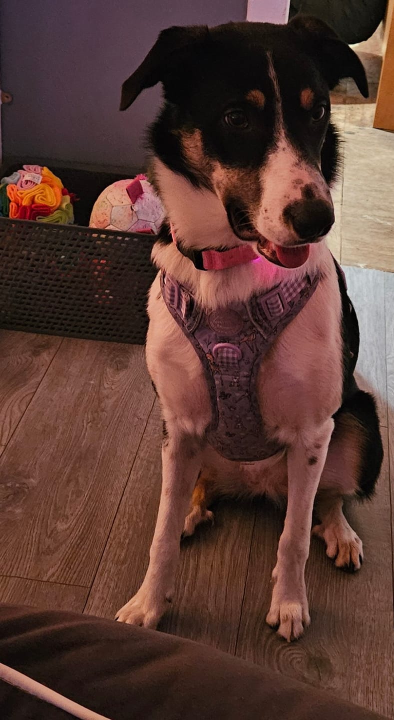 Customer photo review of Disney© Tough Trails™ Harness - Bambi + Friends Lilac