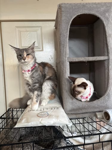 Customer photo review of 3 month supply - 6 Cats