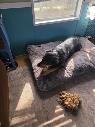 Customer's dog lying on a plush grey bed in the sun, holding and chewing on a Long-Lasting Yak Chew.