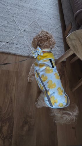 Customer photo review of Bow Tie - You Quack Me Up!