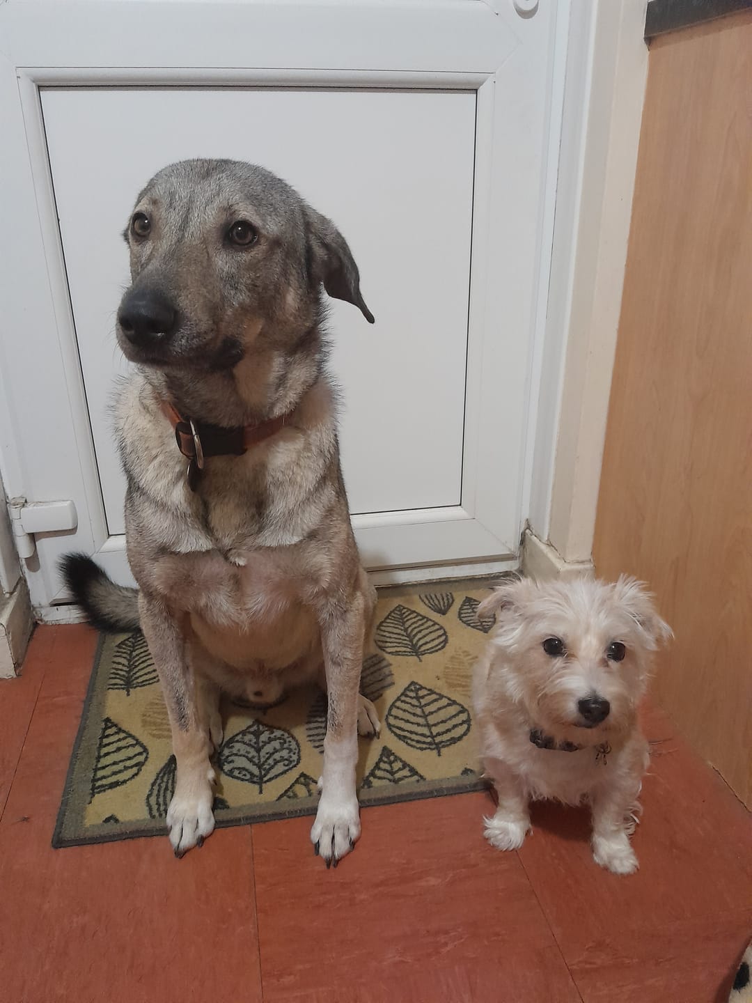Customer photo review of Natural Scottish Salmon Oil