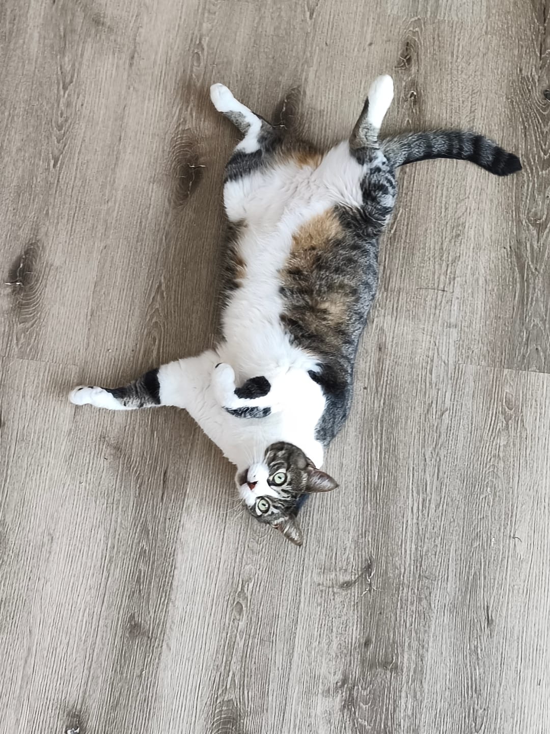 Customer photo review of Champion Cat Gatitos, sabor pollo