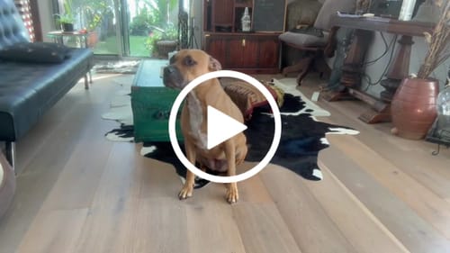 Customer video review of SUPATUFF® Strong Dog Leash Camo Heavy Duty 120cm