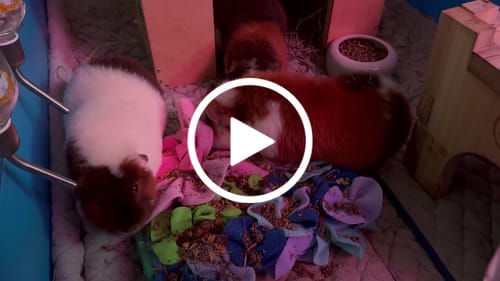 Customer video review of Subscription - GuineaDad Rose Hip Treat Cup (100% All Natural)