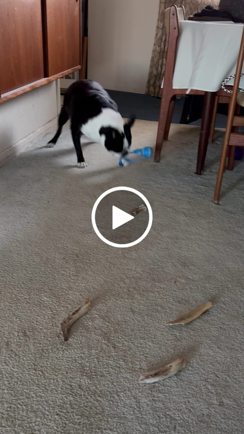 Customer video review of The Chase Buddy – Keep Your Dog Calm, Engaged & Satisfied (Even When You’re Busy)