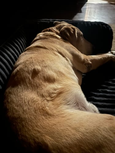 Close-up of the customer's dog with large lumps along its back, which the reviewer mentions are decreasing in size.