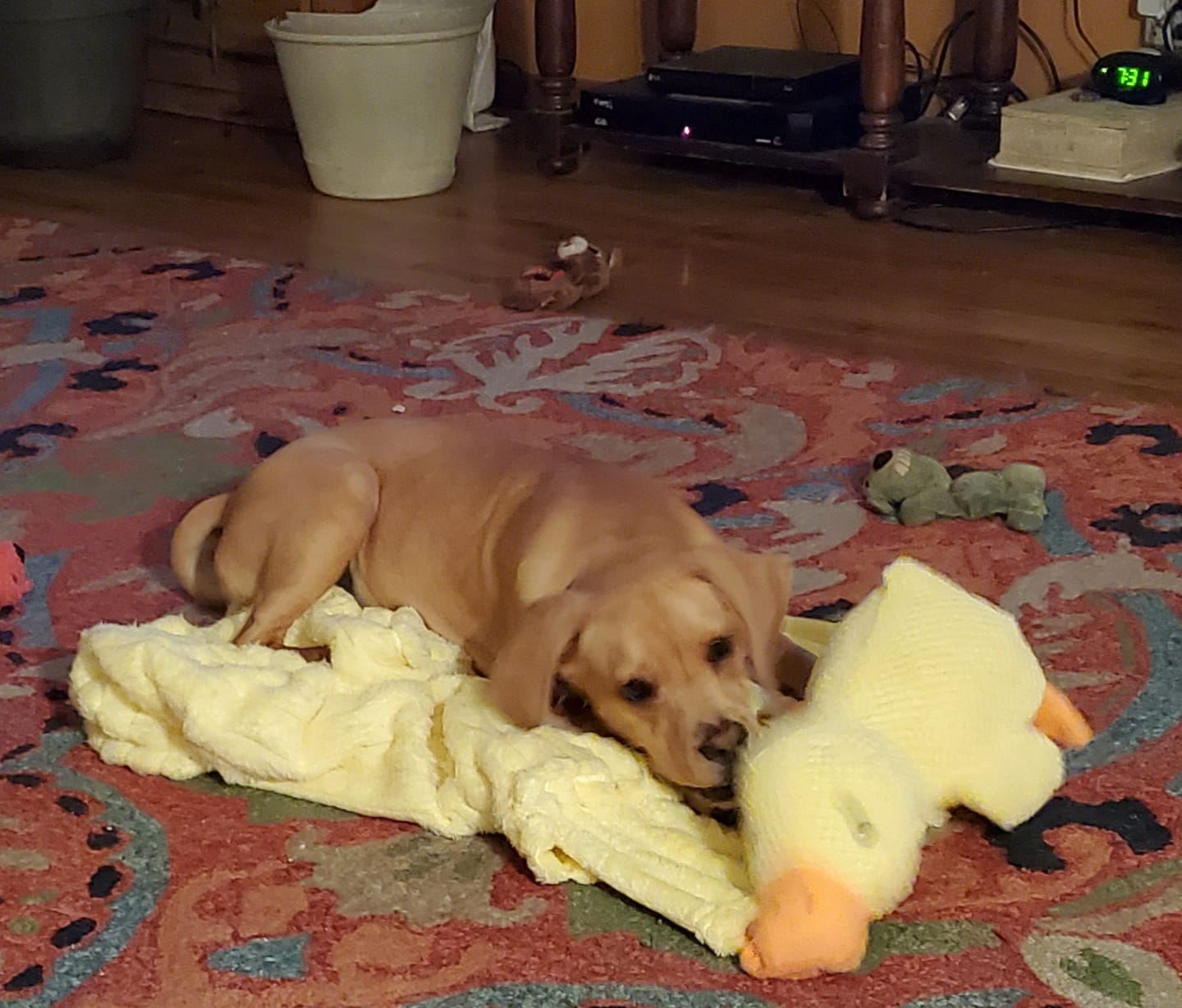 Customer photo review of [BEST SELLER] Calming Duck Dog Toy