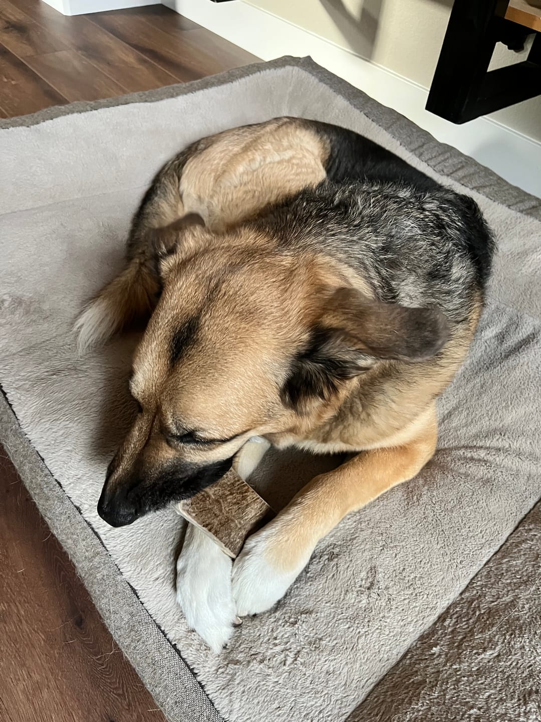 Customer photo review of Large Moose Chew