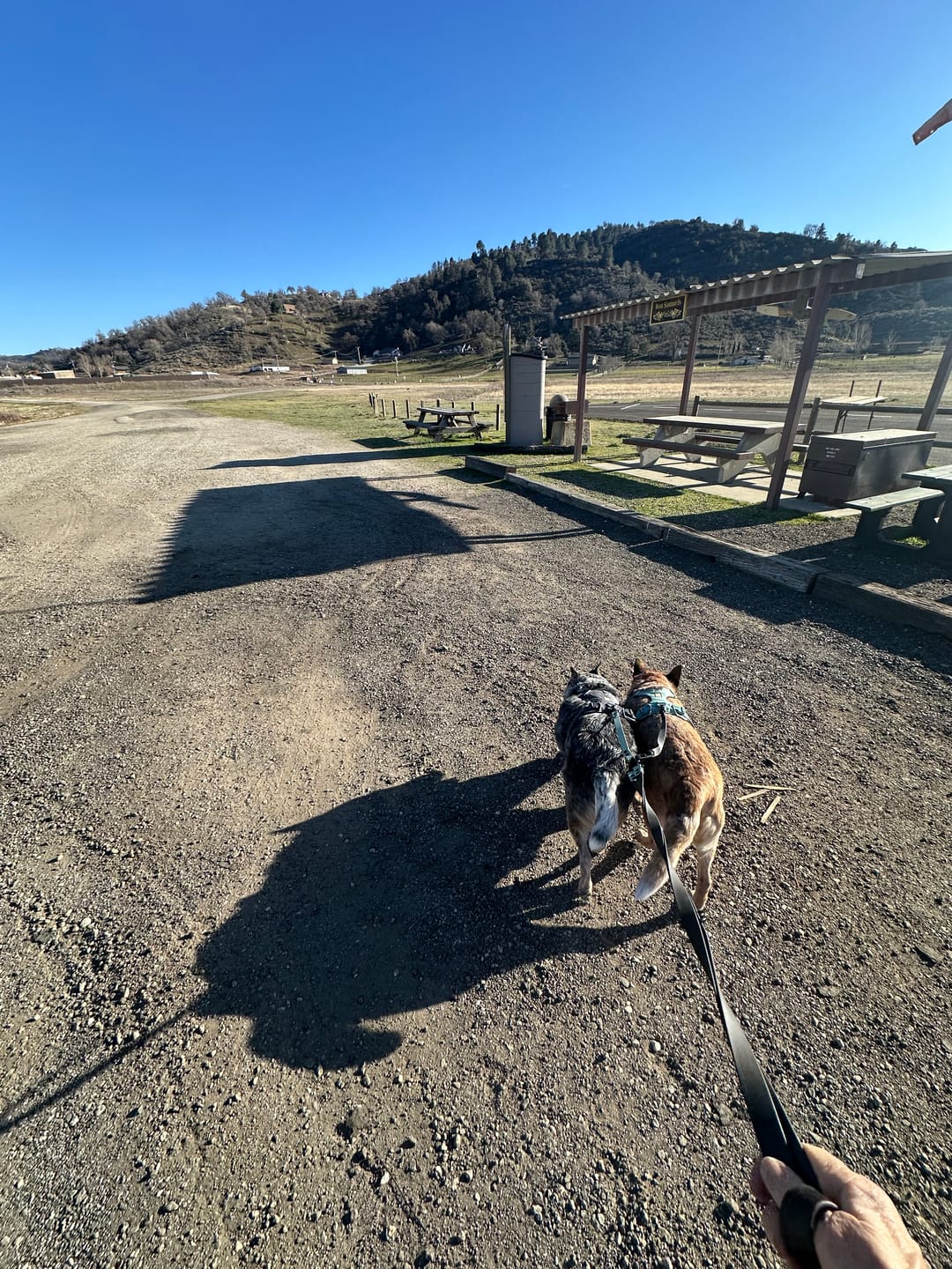 Customer photo review of Waterproof Multi-Way Dog Leash | Built with BioThane®