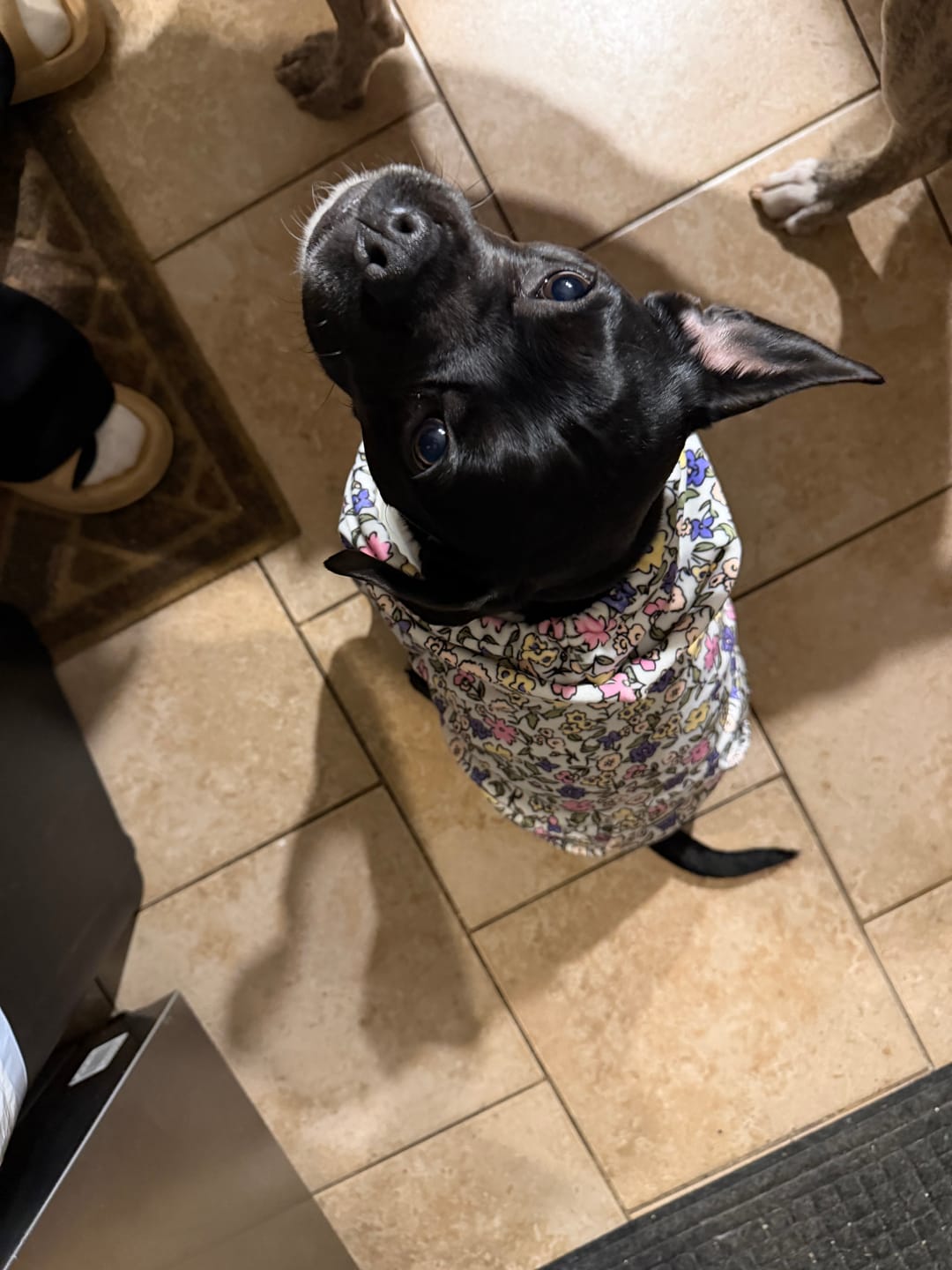 Customer photo review of Vintage Flower Dog Hoodie - Light Grey