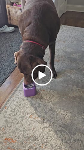 Customer video review of Purple Playtime Dog Trio Bundle