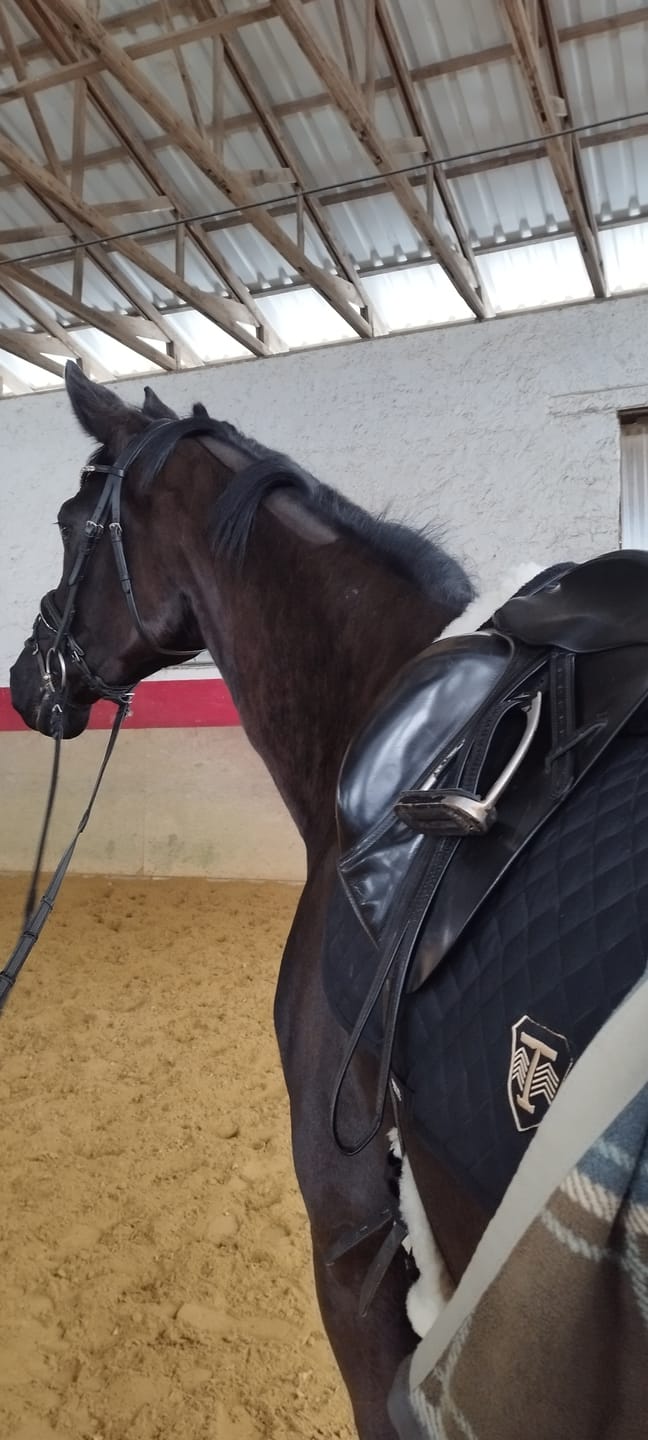 Customer photo review of TORPOL® Schabracke EVO Magnetfeld Nelson™ Spring/Dressur