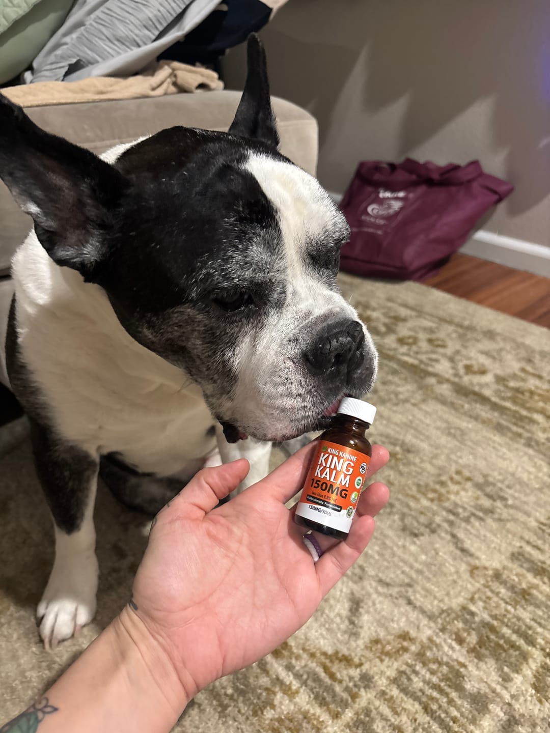 Customer photo review of KING KALM CBD 150mg - Medium Pet Formula 20 to 45lbs