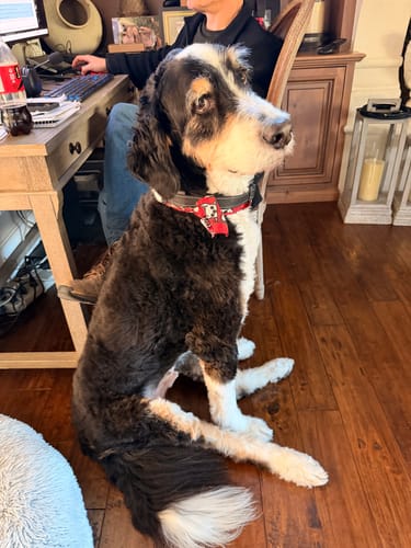 Customer photo review of furMe AirClipper™️ Multi-Pack Blade Set